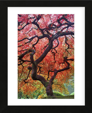 Autumn Patriarch (Framed) -  Dennis Frates - McGaw Graphics