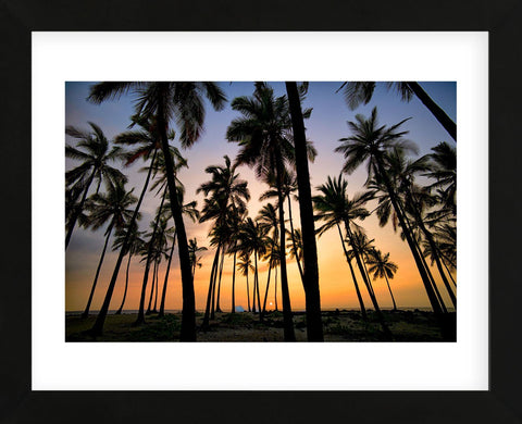 Palm Forest (Framed) -  Dennis Frates - McGaw Graphics