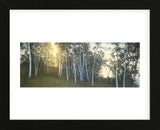 Hillside Birches  (Framed) -  Elissa Gore - McGaw Graphics