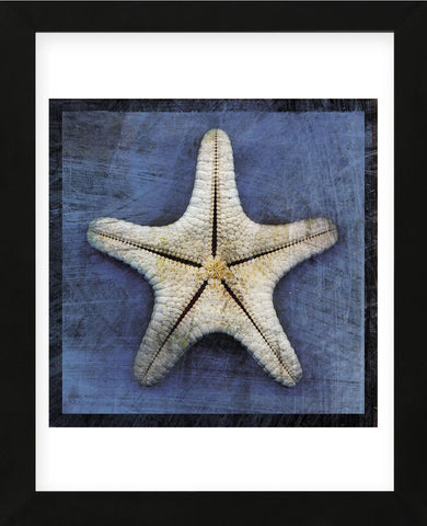 Armored Starfish Underside (Framed) -  John W. Golden - McGaw Graphics