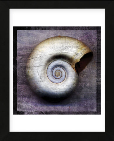Moon Snail (Framed) -  John W. Golden - McGaw Graphics