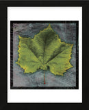Sycamore (Framed) -  John W. Golden - McGaw Graphics