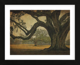 Two Oaks in Rain, Audubon Gardens (Framed) -  William Guion - McGaw Graphics