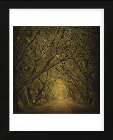 Evergreen Oak Alley (vertical view) (Framed) -  William Guion - McGaw Graphics