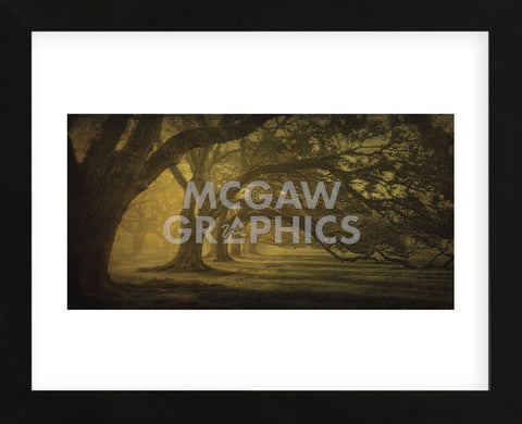 Oak Alley Morning Shadows (Framed) -  William Guion - McGaw Graphics