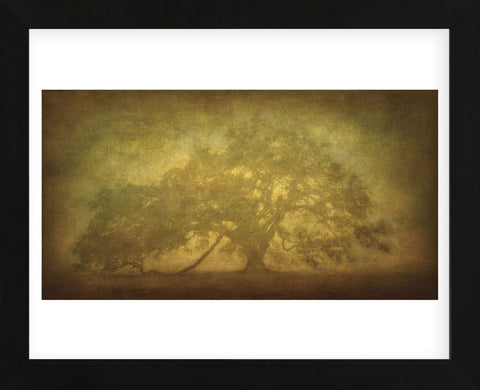 St. Joe Plantation Oak in Fog 3 (Framed) -  William Guion - McGaw Graphics