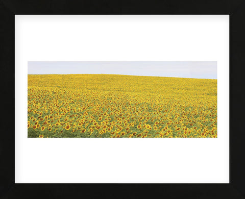 Sunflower Panorama (Framed) -  Stephen Gassman - McGaw Graphics