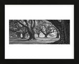 Oak Alley West Row (Framed) -  William Guion - McGaw Graphics