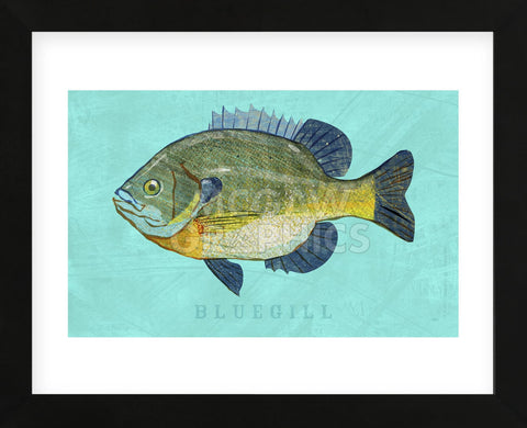 Bluegill (Framed) -  John W. Golden - McGaw Graphics