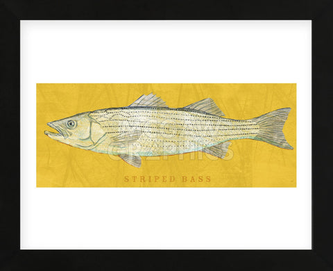 Striped Bass (Framed) -  John W. Golden - McGaw Graphics