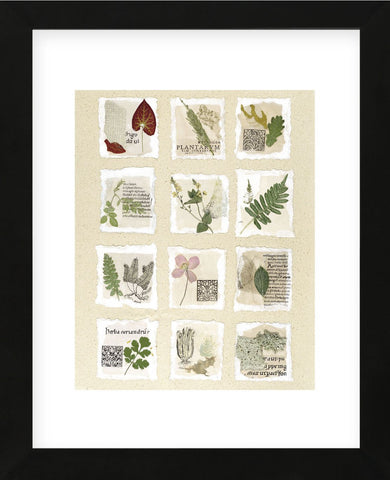 Surrey Garden Fragments  (Framed) -  Annabel Hewitt - McGaw Graphics