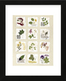 Kent Garden Fragments  (Framed) -  Annabel Hewitt - McGaw Graphics