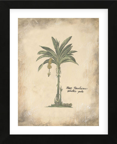 Plantain Palm  (Framed) -  Annabel Hewitt - McGaw Graphics