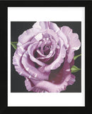 Rose (Framed) -  Elizabeth Hellman - McGaw Graphics