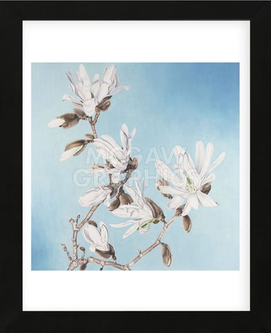 Magnolia  (Framed) -  Elizabeth Hellman - McGaw Graphics