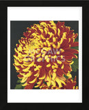 Chrysanthemum 2  (Framed) -  Elizabeth Hellman - McGaw Graphics