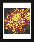 Chrysanthemum 1  (Framed) -  Elizabeth Hellman - McGaw Graphics