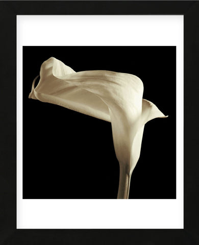 black and white calla lily wall art Lily (Framed) Black