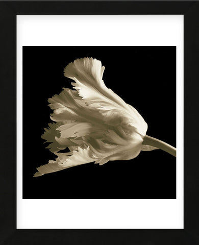 Tulip (Framed) -  Michael Harrison - McGaw Graphics