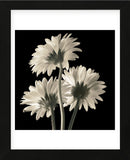 Gerber Daisies 2 (Framed) -  Michael Harrison - McGaw Graphics