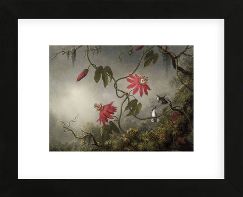 Passion Flowers and Hummingbirds, about 1870-83 (Framed) -  Martin Johnson Heade - McGaw Graphics