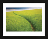 Seductive Path (Framed) -  Michael Hudson - McGaw Graphics