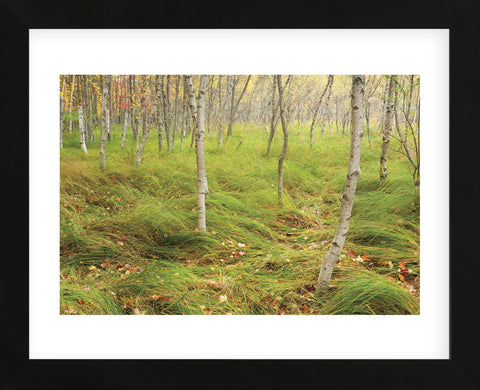 Tall Grasses (Framed) -  Michael Hudson - McGaw Graphics