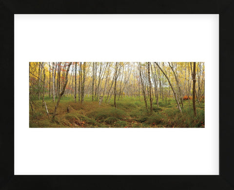 Birch Forest Panorama (Framed) -  Michael Hudson - McGaw Graphics