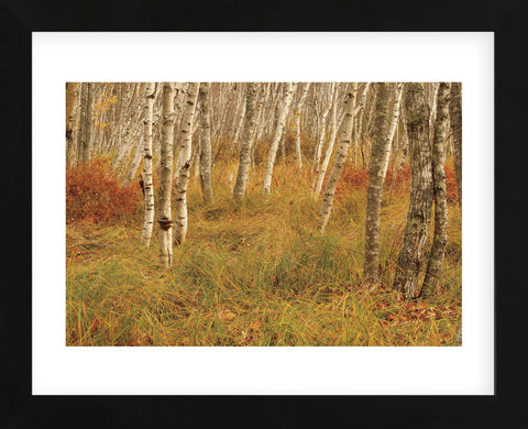 Autumn Aspens (Framed) -  Michael Hudson - McGaw Graphics