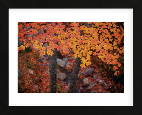 Suspended Maple Leaves (Framed) -  Michael Hudson - McGaw Graphics