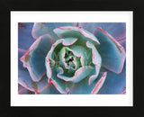 Echeveria Afterglow (Framed) -  Michael Hudson - McGaw Graphics