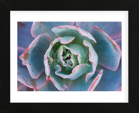 Echeveria Afterglow (Framed) -  Michael Hudson - McGaw Graphics