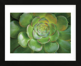 Blushing Beauty (Framed) -  Michael Hudson - McGaw Graphics