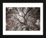 Ethereal Tree (Framed) -  Michael Hudson - McGaw Graphics