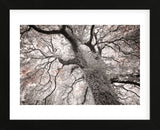Glowing Tree (Framed) -  Michael Hudson - McGaw Graphics