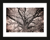 Magnificent Oak (Framed) -  Michael Hudson - McGaw Graphics