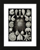 Thalamphora (Framed) -  Ernst Haeckel - McGaw Graphics