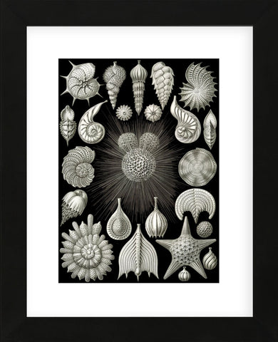 Thalamphora (Framed) -  Ernst Haeckel - McGaw Graphics