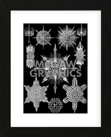 Acanthophracta (Framed) -  Ernst Haeckel - McGaw Graphics