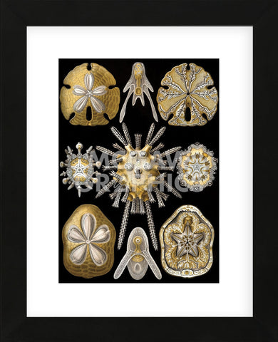 Echinidea (Framed) -  Ernst Haeckel - McGaw Graphics