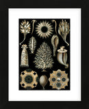 Calcispongiae (Framed) -  Ernst Haeckel - McGaw Graphics