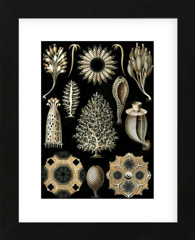 Calcispongiae (Framed) -  Ernst Haeckel - McGaw Graphics