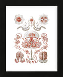 Anthomedusae (Framed) -  Ernst Haeckel - McGaw Graphics