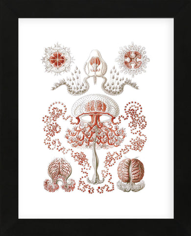 Anthomedusae (Framed) -  Ernst Haeckel - McGaw Graphics