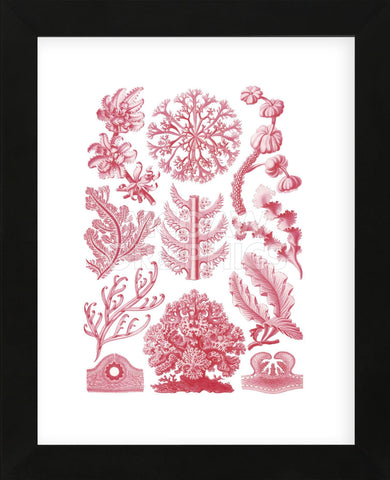 Florideae (Framed) -  Ernst Haeckel - McGaw Graphics