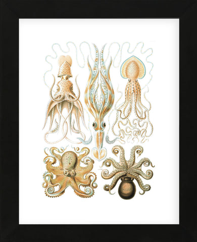 Gamochonia (Framed) -  Ernst Haeckel - McGaw Graphics