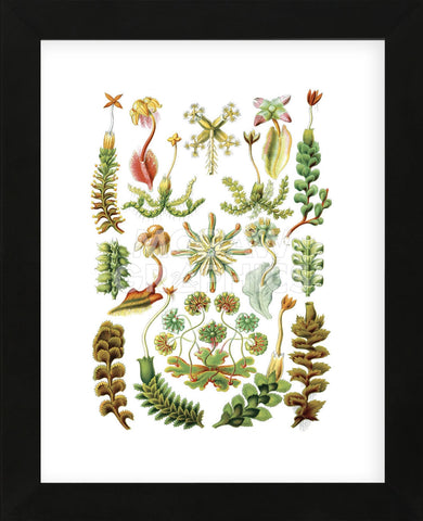 Hepaticae (Framed) -  Ernst Haeckel - McGaw Graphics