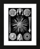 Microscopic Echinidea (Framed) -  Ernst Haeckel - McGaw Graphics