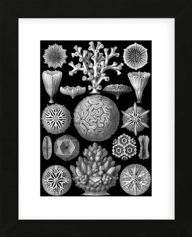 Microscopic Hexacoralla (Framed) -  Ernst Haeckel - McGaw Graphics