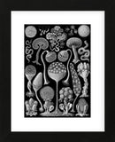 Microscopic Mycetozoa (Framed) -  Ernst Haeckel - McGaw Graphics